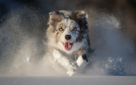 Running - winter, running, snow, dog, white, animal, iarna, caine, tongue