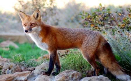 Red Fox - fox, red fox, grass, rocks