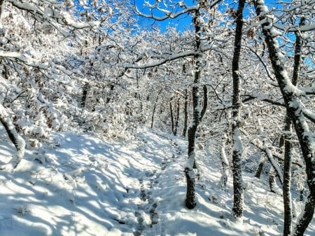 winter path in forest - park, germia, kosovo, national