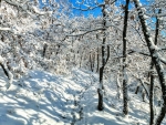 winter path in forest