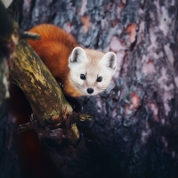 Red Panda Fox