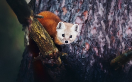 Red Panda Fox - panda fox, foxes, red panda fox, animals