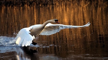 Swan Flight - white, swan, lake, wings, animal