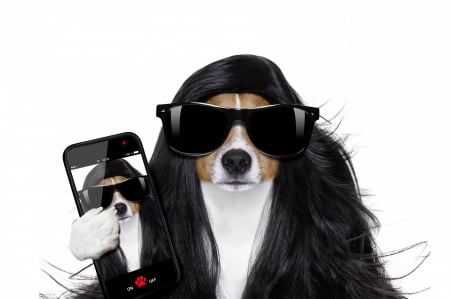 :D - paw, jack russell terrier, selfie, hair, sunglasses, funny, black, fantasy, creative, white, phone, brunette