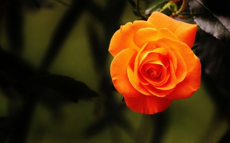 Orange Rose - rose, flower, orange, garden