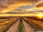 Road in the Field at Sunset