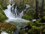 Forest Waterfall