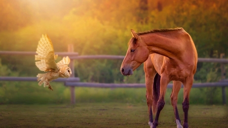 Horse Meet An Owl - brown, fence, horse, animals, owl, cute