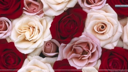 Fragrant Roses - flowers, roses, nature, fragrant, bouquet