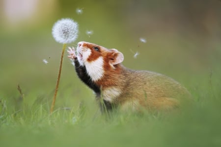 Hamster and blowball - dandelion, hamster, blowball, rodent, animal, paw, green, julianrad, cute