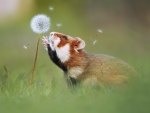 Hamster and blowball