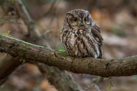 Owl - owl, bird, pasare, ken shultz, bufnita