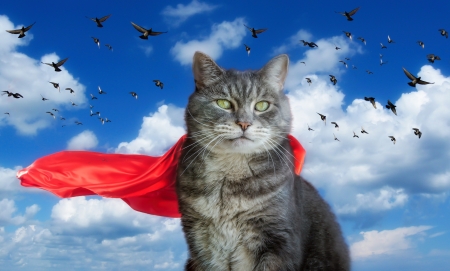 Supercat - sky, creative, fantasy, pisica, supercat, bird, cloud, red, blue