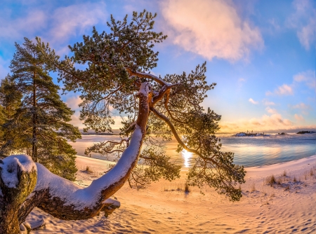 Lonesome Beach in Winter - clouds, snow, sea, tree, sky