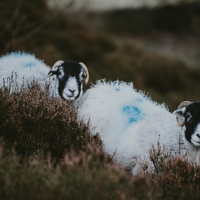 Two sheep