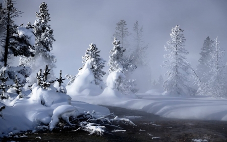 Foggy Winter River - river, steam, trees, winter, nature, fir, snow