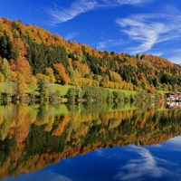 Forest Reflected in Water