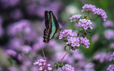 butterfly on a flower - animal, butterfly, insect, flower, plant