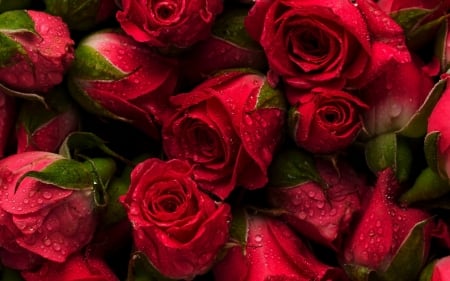 Roses - skin, summer, red, green, trandafir, rose, texture, flower