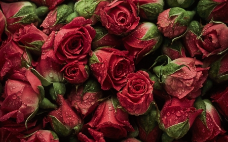 Roses - red, summer, flower, rose, trandafir, texture, skin, green