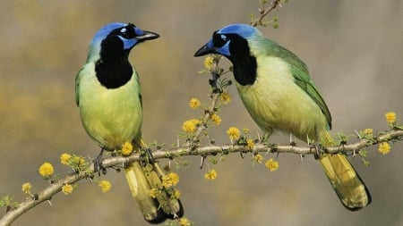 Birds on the Branch - animal, branches, couple, birds