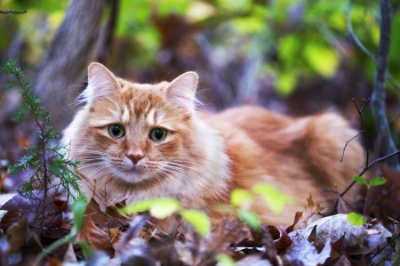 Cute Cat - trees, animal, forest, cat, leaves