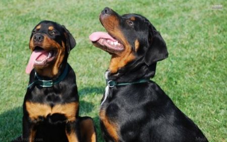 Two Lebra Dog - lebra, two, puppy, dog, animal