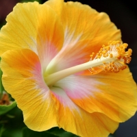 Yellow Hibiscus