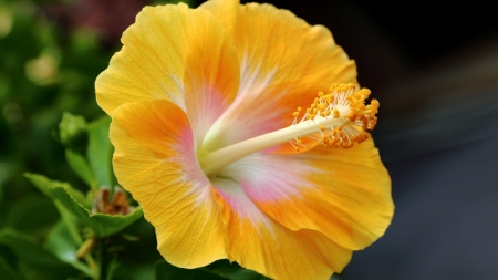 Yellow Hibiscus - nature, hibiscus, yellow, petals, flowers