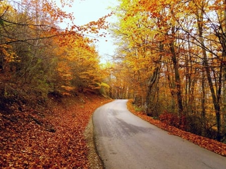 autumn road after village vllase - autumn, forest, trees, road