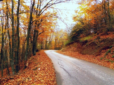 autumn road after village vllase - trees, road, kosovo, autumn