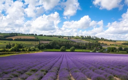 Lavender Field - clouds, England, lavender, landscape, field