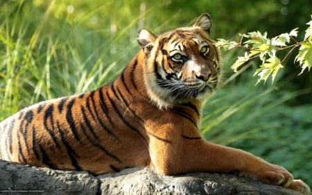 Tiger of Sumatra - animal, nature, tiger, cat