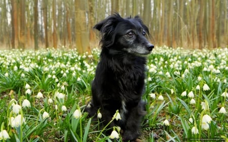 Dog in Snowdrops