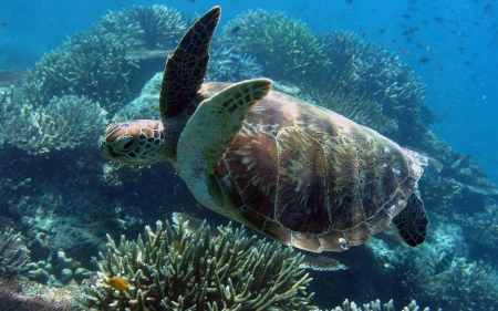 Turtle - animal, turtle, sea, underwater