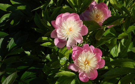 Peonies - nature, peonies, flowers, pink