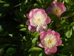 Peonies