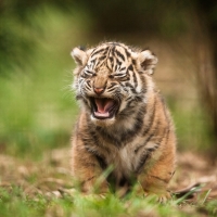 Wildlife Tiger Cub