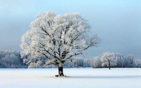 Winter in Latvia - hoarfrost, trees, snow, winter, latvia