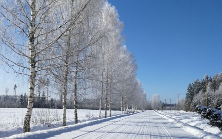 Winter Road in Latvia - hoarfrost, trees, winter, latvia, birches, road