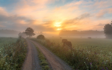 Summer Morning in Latvia - latvia, road, field, mist, sunrise