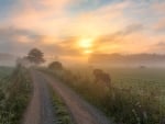 Summer Morning in Latvia