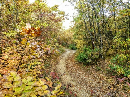 colors of autumn - trees, road, kosovo, autumn