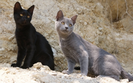 Black and Gray - animal, black, gray, cat