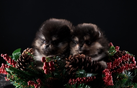 Two Spitz Puppies - animal, cone, pine, dog, spitz, puppies