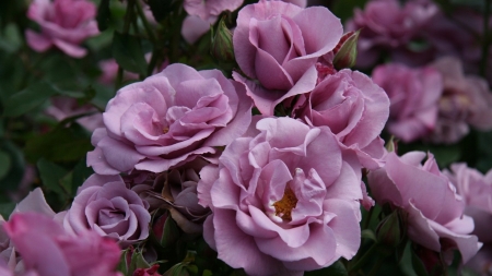 Beautiful Bouquet - flowers, roses, nature, macro, petals