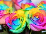 Rainbow Roses