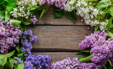 Lilac background - flowers, scent, beautiful, fragrance, lilac, spring, background, lovely