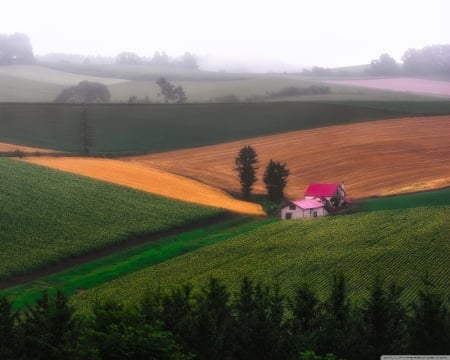 Fog at the Pink House - mists, house, trees, nature, fog, field