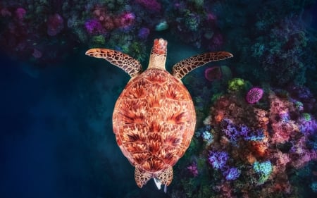 Turtle - colorful, turtle, water, view from the top, summer, sea, orange